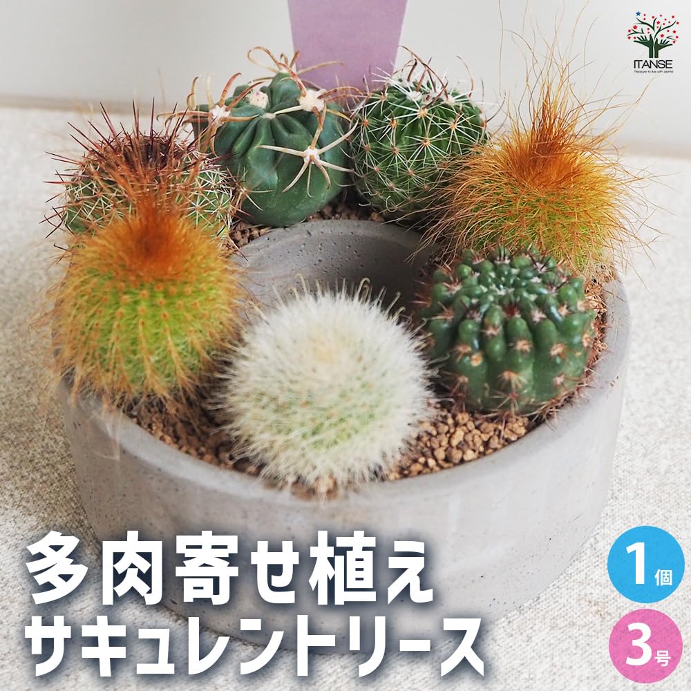 Amazon｜ITANSE 多肉寄せ植え サキュレントリース 3号 1個売り